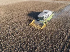 El girasol alcanza en San Luis su mejor marca en 17 años y ya se cosechó el 50% de lo cultivado