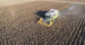 El girasol alcanza en San Luis su mejor marca en 17 años y ya se cosechó el 50% de lo cultivado