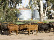 Declaración jurada para exportar productos libres de deforestación con destino a la UE