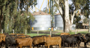 Declaración jurada para exportar productos libres de deforestación con destino a la UE