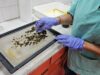 Análisis de enfermedades apícolas en el Laboratorio Regional de General Pico