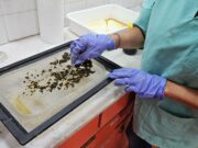 Análisis de enfermedades apícolas en el Laboratorio Regional de General Pico