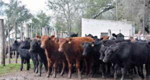 Movimiento de terneros: en los primeros cuatro meses se registra la zafra más lenta de los últimos 10 años