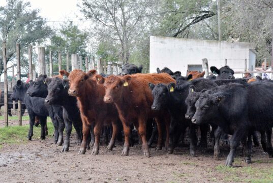 Movimiento de terneros: en los primeros cuatro meses se registra la zafra más lenta de los últimos 10 años