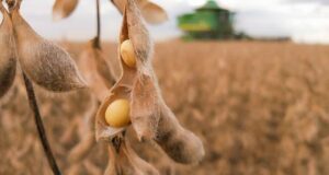La soja se recalienta en Argentina y el trigo sigue bajo presión global por la guerra y el clima