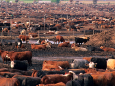 Sigue en ascenso la cantidad de animales encerrados en feedlots