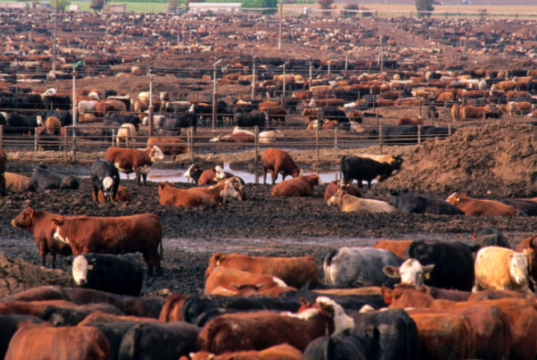 Sigue en ascenso la cantidad de animales encerrados en feedlots