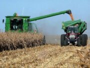 El productor que desafió al semiárido y logra rindes récord de hasta 11 toneladas de maíz por hectárea en San Luis