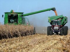 El productor que desafió al semiárido y logra rindes récord de hasta 11 toneladas de maíz por hectárea en San Luis
