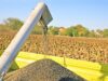 El girasol cerró una campaña con rindes sin precedentes en San Luis y afirma su regreso como cultivo estrella