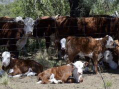 Una nueva generación ganadera que apuesta por combinar genética pastoril, manejo y tecnología digital desde las sierras de San Luis