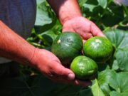 Dictarán una capacitación sobre producción hortícola y elaboración de conservas en Juana Koslay