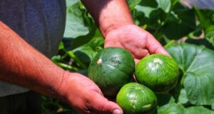 Dictarán una capacitación sobre producción hortícola y elaboración de conservas en Juana Koslay