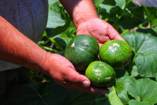 Dictarán una capacitación sobre producción hortícola y elaboración de conservas en Juana Koslay