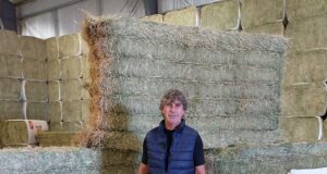 San Luis: Desde Candelaria se exportaron por primera vez 500 toneladas de fardos de alfalfa a China