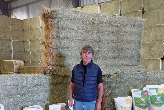San Luis: Desde Candelaria se exportaron por primera vez 500 toneladas de fardos de alfalfa a China