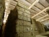 Más de 90 toneladas de alfalfa parten de San Luis hacia mercados internacionales