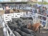 Récord de ventas y calidad genética en la gran fiesta ganadera de Quines