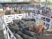 Récord de ventas y calidad genética en la gran fiesta ganadera de Quines