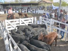 Récord de ventas y calidad genética en la gran fiesta ganadera de Quines