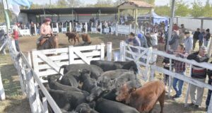 Récord de ventas y calidad genética en la gran fiesta ganadera de Quines