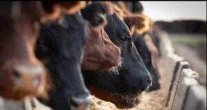 San Luis concentra más de 143 mil bovinos en engorde a corral