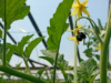 Más rinde y calidad al ritmo del zumbido: ¿Nuevos polinizadores para la horticultura?