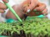 Agroinsumos: las grandes compañías reconfiguran sus estrategias frente a los biológicos