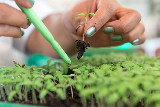 Agroinsumos: las grandes compañías reconfiguran sus estrategias frente a los biológicos