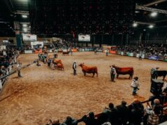 Mondino prepara un megaremate de 22.000 cabezas en la Expo Angus de Otoño 2026
