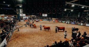 Mondino prepara un megaremate de 22.000 cabezas en la Expo Angus de Otoño 2026