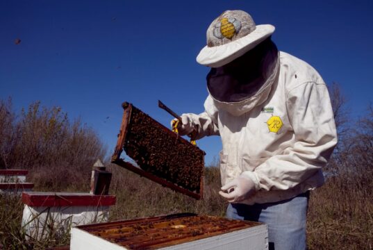 Se optimizan los controles de movimientos de material apícola desde apiarios a salas de extracción