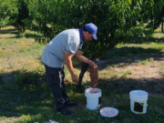 Capacitación en La Toma sobre prevención y control de la mosca de los frutos