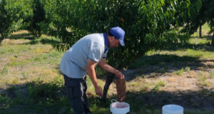 Capacitación en La Toma sobre prevención y control de la mosca de los frutos