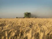 El trigo se dispara por la guerra y la menor producción global: sube en todos los mercados