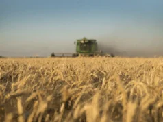 El trigo se dispara por la guerra y la menor producción global: sube en todos los mercados