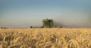 El trigo se dispara por la guerra y la menor producción global: sube en todos los mercados
