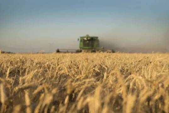 El trigo se dispara por la guerra y la menor producción global: sube en todos los mercados