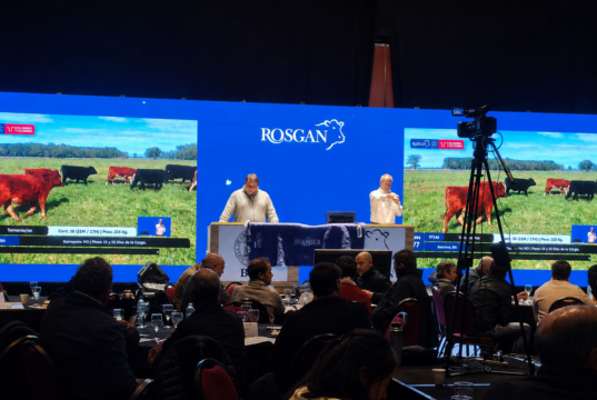 Rosgan abrió la Semana Angus con un remate de 10.000 cabezas y valores destacados para la invernada