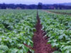Evalúan el uso de biofertilizantes en el cultivo de papa