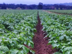 Evalúan el uso de biofertilizantes en el cultivo de papa