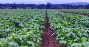 Evalúan el uso de biofertilizantes en el cultivo de papa