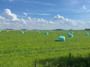 Las exportaciones de alfalfa crecieron un 90% durante el primer trimestre de 2026