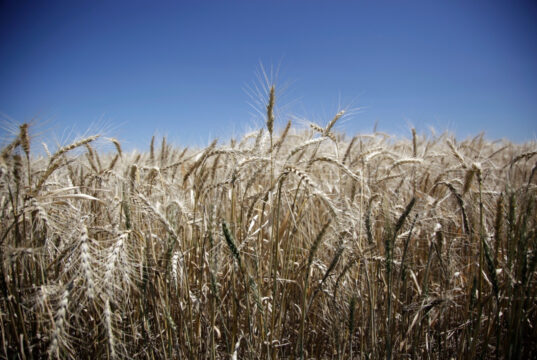 Argentina bate un récord histórico agroindustrial con el mayor volumen de exportaciones