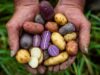 La papa se proyecta como cultivo estratégico