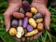 La papa se proyecta como cultivo estratégico