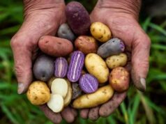 La papa se proyecta como cultivo estratégico