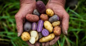 La papa se proyecta como cultivo estratégico