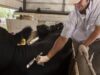 Comienza la segunda campaña anual de vacunación contra la fiebre aftosa y la brucelosis bovina