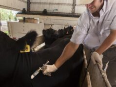 Comienza la segunda campaña anual de vacunación contra la fiebre aftosa y la brucelosis bovina